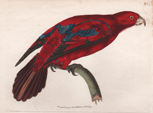 The Blue-tipped Lory